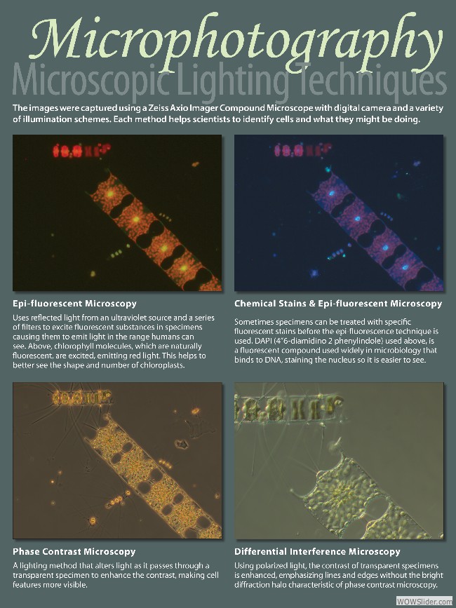 Light Microscopy