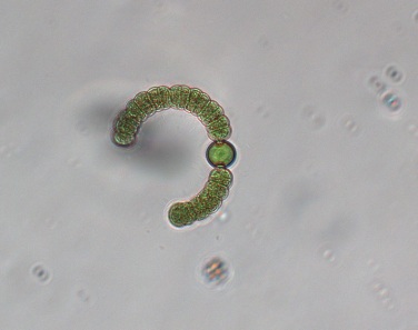 Anabaena Cell