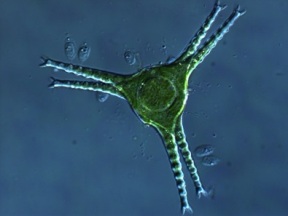 staurastrum