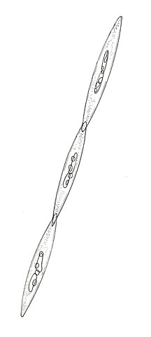 pseudo-nitzschia
