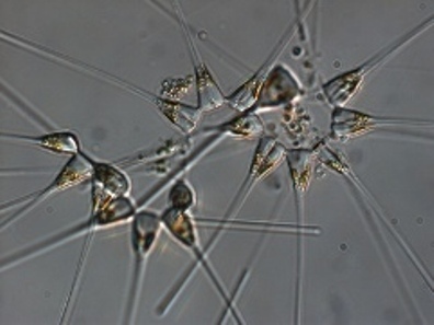 asterionellopsis