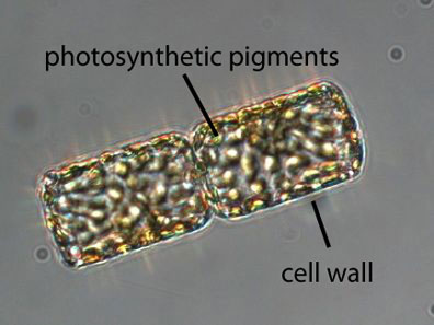 Diatom Cell