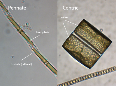 freshwater diatoms identification