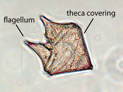 dinoflagellate