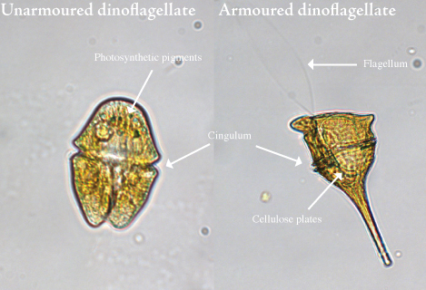 dinoflagellate
