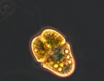 akashiwo