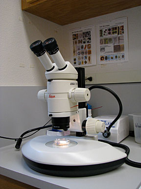 stereoscope